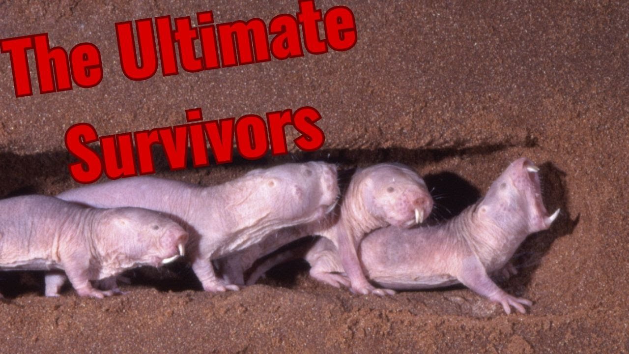 The Biology of Naked Mole-Rats