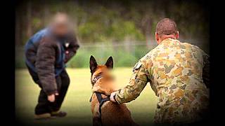 K9 Tactical Decoy Course Promo AUSTRALIA