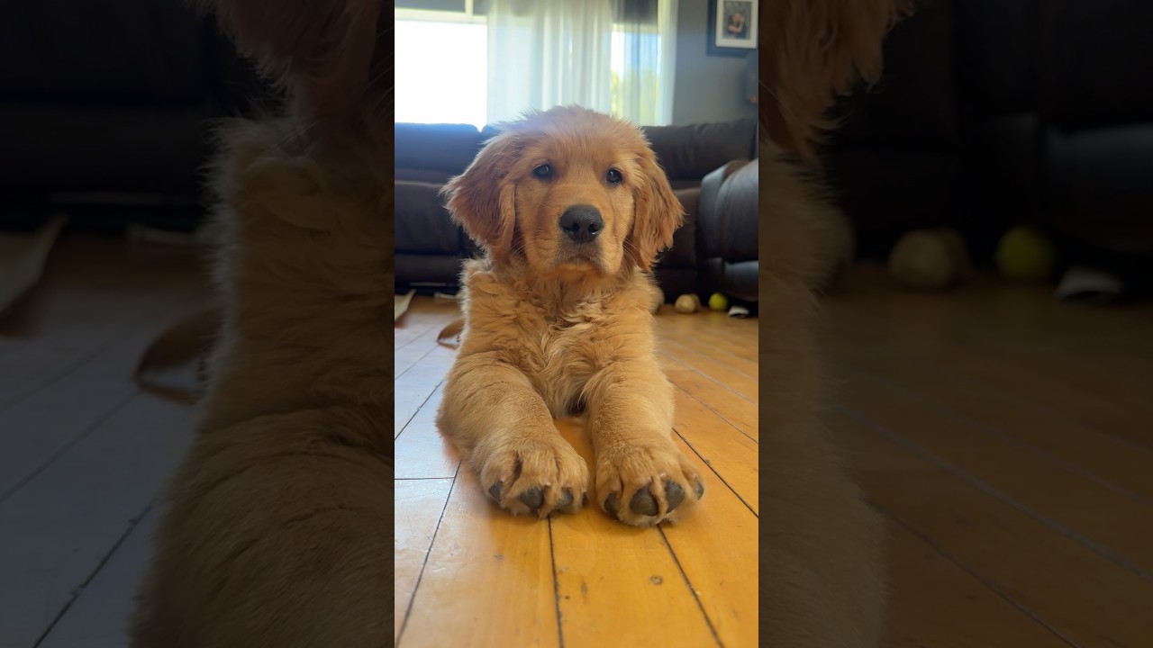 Big puppy!! 🐶 #goldenretriever #goldenretrieverpuppy #puppy #11weeksold #cutepuppies