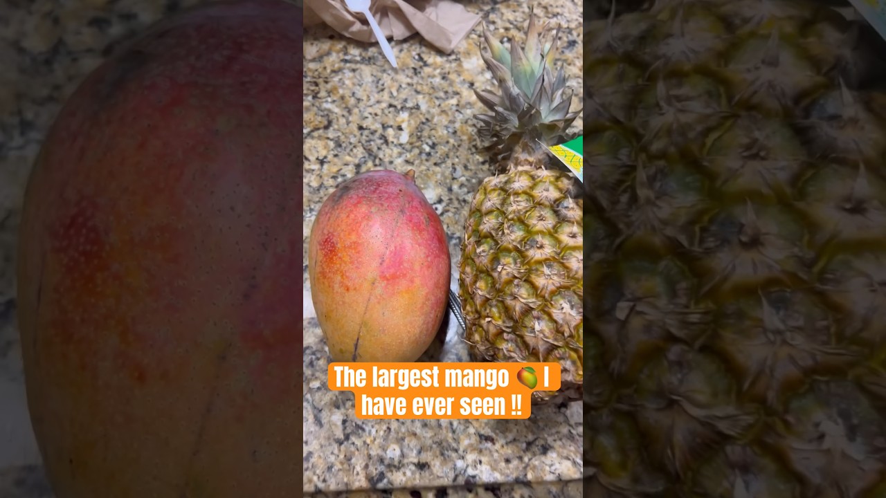 The largest mango I have ever seen!!!!!