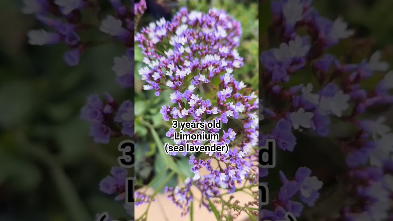 Limonium sea lavender 
