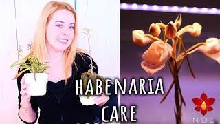 How to Care for Habenaria Orchids - A practical guide
Today we talk all about Habenaria Orchids and how to give them a good home, in a more practical way!
Repotting a Habenaria https://youtu.be/9y7-0JFqn6E?si=JrxOW_oIuaiplO3w
00:00 - Intro
02:28 - Habenarias are terrestrial Orchids so no bark chips!
03:54 - Habenaria Orchid structures
07:57 - Habenaria Orchid growth pattern
09:41 - Habenaria Orchid care through the seasons
14:01 - Habenaria Orchid repotting
15:36 - Habenaria Orchid environment requirements
18:48 - Outro
Like my channel and want to support it further? π€©
πΈ Become a Member and get access to exclussive videos!
https://www.youtube.com/channel/UC84mfcCFGDPeeBhKbG8dijQ/join
πΈ Check out some awesome Orchid merch! https://go.missorchidgirl.com/merch
πΈ Shop rePotme Orchid Supplies for awesome planty stuff! (USA)
https://go.missorchidgirl.com/repotme
πΈ Shop Amazon for inspiration and products I like to use!
https://go.missorchidgirl.com/shop (For USA)
https://go.missorchidgirl.com/shopeu (for EU)
Links towards rePotme and Amazon are Affiliate Links! if you buy something through my link you wont pay anything more, but Ill get a small commission. It really helps keep my channel going! Thanks so much! π
Beginner Orchid Tutorials π
πΈ Quick Phalaenopsis Complete Care Guide https://go.missorchidgirl.com/quickphalaenopsiscare
πΈ Cattleya Care https://go.missorchidgirl.com/CattleyaCare
πΈ Oncidium Care https://go.missorchidgirl.com/OncidiumCare
πΈ Vanda Care https://go.missorchidgirl.com/VandaCare
πΈ Dendrobium Care https://go.missorchidgirl.com/DendrobiumCare
πΈ Paphiopedilum Care https://go.missorchidgirl.com/PaphiopedilumCare
πΈ Extended Phalaenopsis Care & Entire Orchid Care for Beginners series https://go.missorchidgirl.com/PhalaenopsisCare
πΈ Jewel Orchid Care https://go.missorchidgirl.com/go.missorchidgirl.com/jewelorchidcare
More MissOrchidGirl
πΈ Visit my Aquarium channel!
https://go.missorchidgirl.com/DannyMOG
πΈ MissOrchidGirl Instagram https://www.instagram.com/missorchidgirl
πΈ MissOrchidGirl TikTok https://www.tiktok.com/@missorchidgirl
πΈ Want to send me something? Heres my address!
Orchid Nature
P.O. BOX 29002, CY-1620, Nicosia, Cyprus
πΈJoin my Discord Server! https://go.missorchidgirl.com/discord
Music:
From Epidemic Sound - Get one free month here https://go.missorchidgirl.com/epidemic (Affiliate link)
πΈ Other things I use:
Fir Bark - Reptibark from ZooMed https://go.missorchidgirl.com/amazonreptibark
SpagMoss from Besgrow https://go.missorchidgirl.com/amazonspagmoss
MSU Orchid fertilizer for osmosis / rain water https://go.missorchidgirl.com/XQ8yO6
Slotted pots from rePotme https://go.missorchidgirl.com/Stjj80
Osmocote Pro High K slow release
Barrina Grow Lights https://go.missorchidgirl.com/amazonbarrina
More about them here https://youtu.be/QoiMNxmgzdY
Ikea Stuff: Tradfir smart plugs, Shelves Vittsjo, Rudsta, Milsbo, Kallax, decorative pots How to Care for Habenaria Orchids - A practical guide