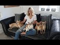 Vlog #6 | Life with 5 Chihuahuas - A Doggy Diary Part 1