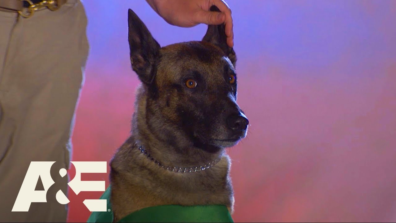 Live PD K9 Jago Takes Bathroom Break Halfway Through Course | America's Top Dog (Season 1) | A&E
