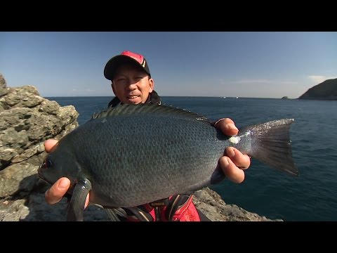 【釣り百景】#178 名手を育てた名礁！飽くなき探究心が良型グレを呼ぶ