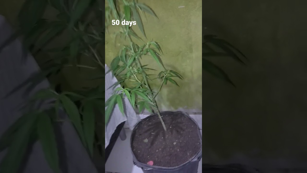 Semente de prensado com 50 dias de vegetação (fêmea) 