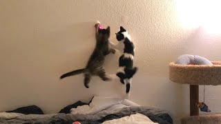 Sammi and Dean: Kittens vs. Laser Pointer