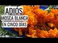 ELIMINA la MOSCA BLANCA en CINCO DIAS: insecticida FÁCIL y CASERO con flores || en20metros