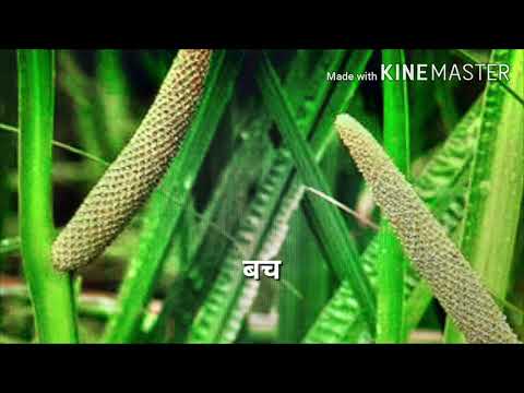 वीडियो: ल्यूजिया कुसुम या मराल जड़ (राप्पोंटिकम कार्टहैमाइड्स) - एक मूल्यवान औषधीय पौधा