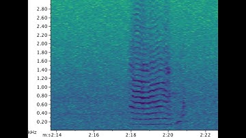 Right Whale Final Tonal Call With Spectrogram