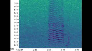 Right Whale Final Tonal Call With Spectrogram