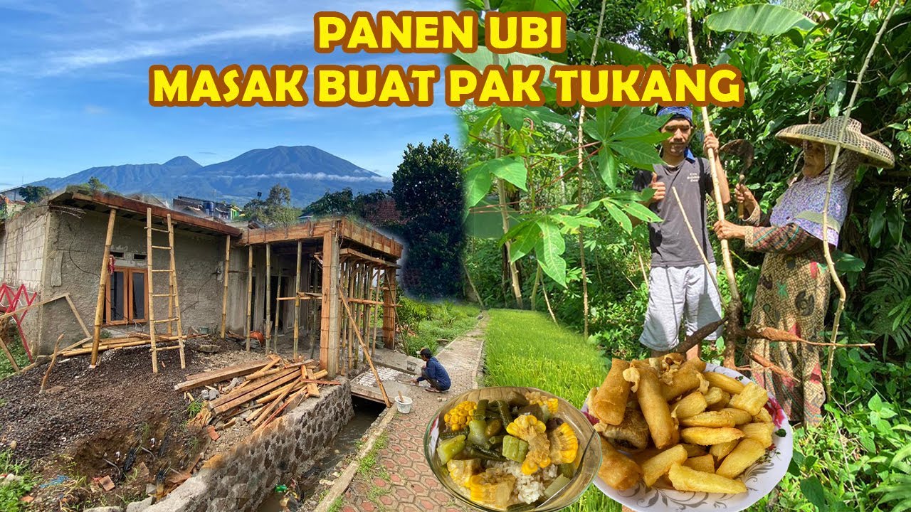 AKHIRNYA RUMAH TENGAH SAWAH HAMPIR JADI |  PANEN UBI DIKEBUN , MASAK UBI BUAT PAK TUKANG