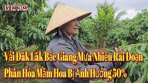 Vải Đăk Lăk Bắc Giang Mưa Nhiều Rai Đoạn Phân Hoa Mầm Hoa Bị Ảnh Hưởng 50%