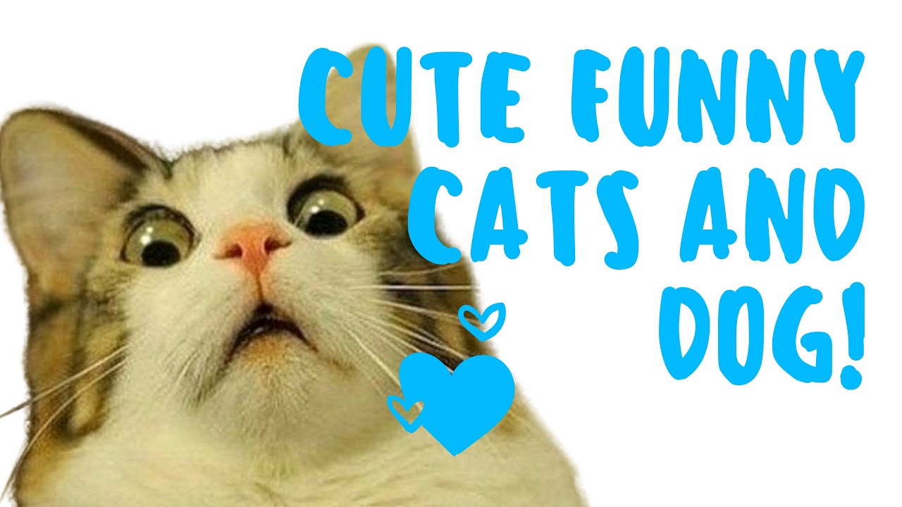 Cute Funny and Smart Cats Compilation - Funny Animals Video 2020