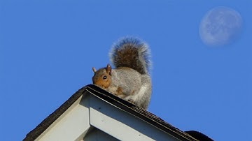 Pooping 💩 Squirrel (11-04-2020)