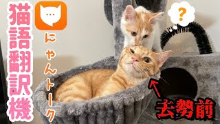 発情期の猫を猫語翻訳したら爆笑の嵐www