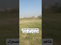 الصحراء تتحول خضراء