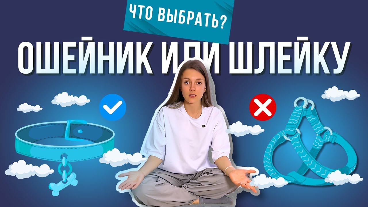 Ошейник vs Шлейка — что реально лучше для твоей собаки? СОВЕТЫ ОТ КИНОЛОГА