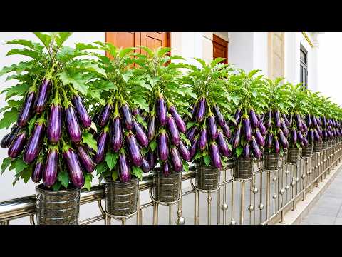4 Rooftop Crops You Can Harvest Together for a Massive Summer Yield