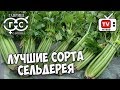 Сельдерей корневой и черешковый 🌟 Лучшие сорта сельдерея 🌟 Обзор HITSAD.TV