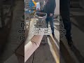dry tomato powder grinder mill tomoto powder grinding machine molino pulverizer hammer mill