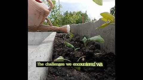 FINAL VIDEO OUTPUT IN NSTP 2