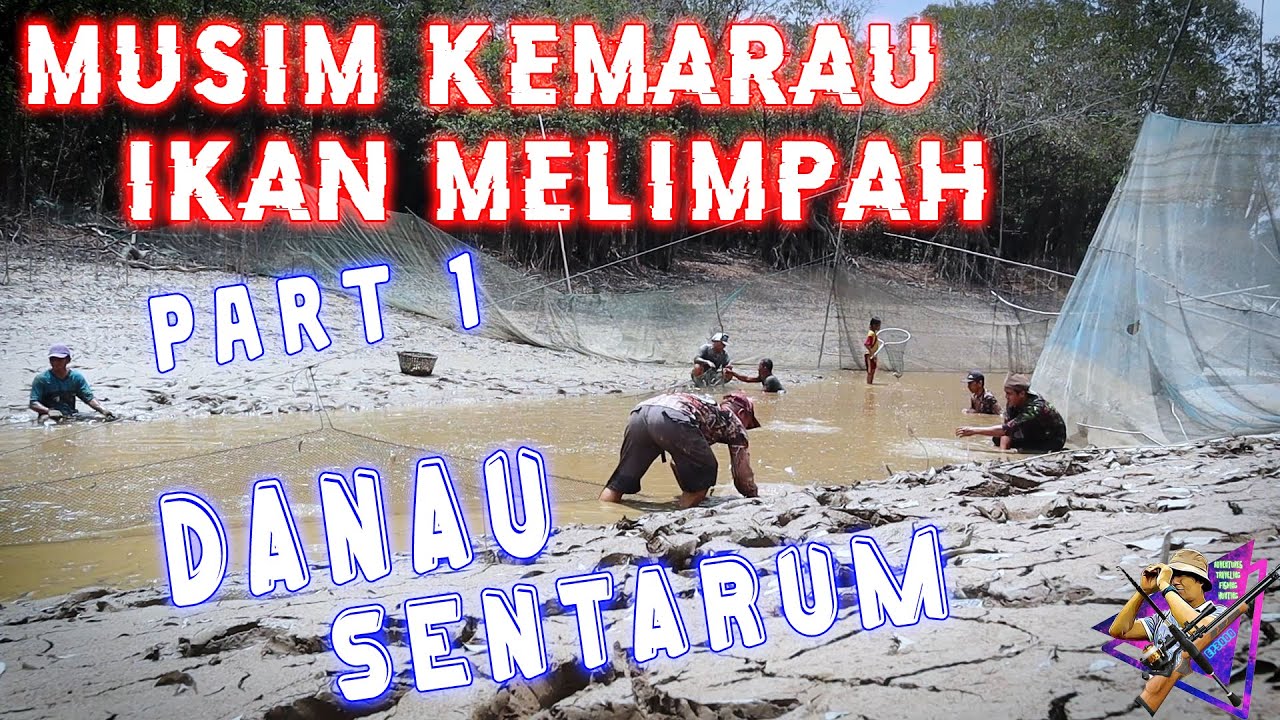 DANAU SENTARUM KERING AKIBAT KEMARAU IKAN MELIMPAH