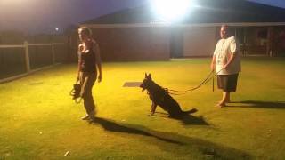 IPO Training - Hold and Bark