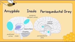 Brain Facts: Chapter 4 - Learning, Memory, and Emotions