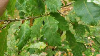 Quercus aliena dub aliena