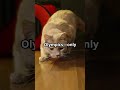 Adorable Cats and Kittens - Instant Mood Boost!