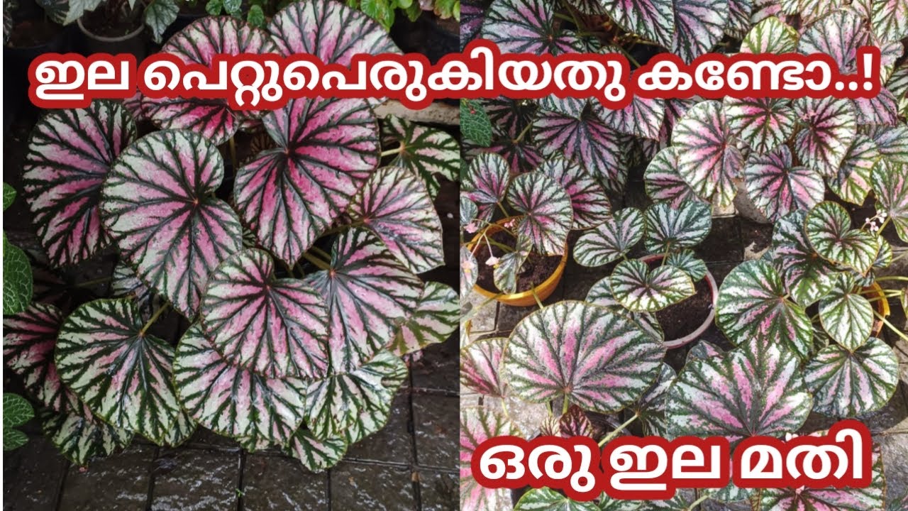 Begonia Leaf Propagation | Rex Begonia |