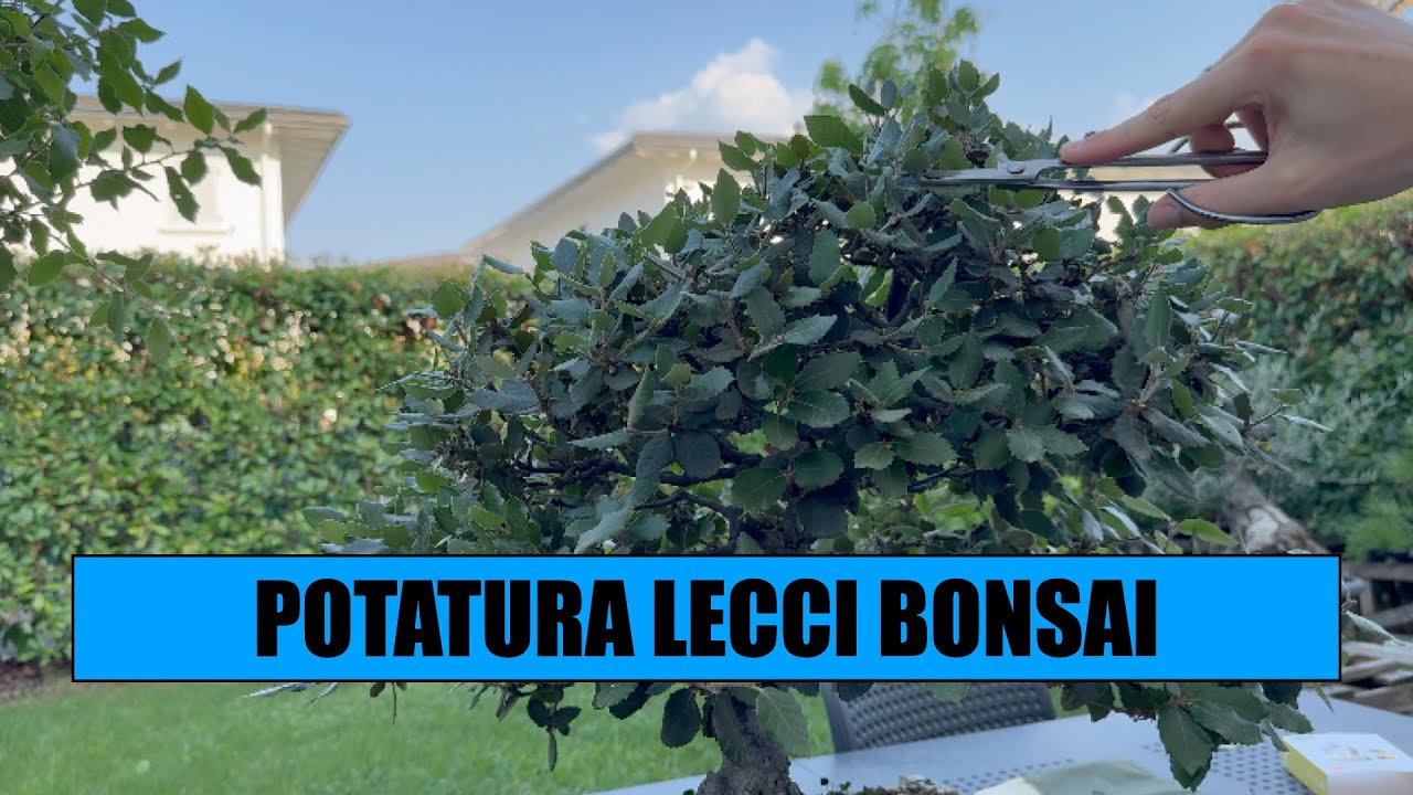 POTATURA LECCI BONSAI E PREBONSAI