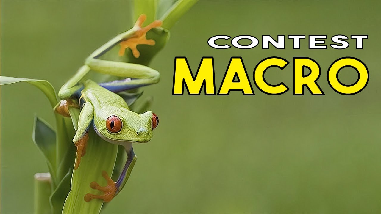 Contest MACRO