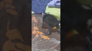 little cute kitten playing#lovely#adorable#catvideos#