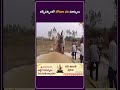 నర్సీపట్నంలో జోరుగా వరి నూర్పులు