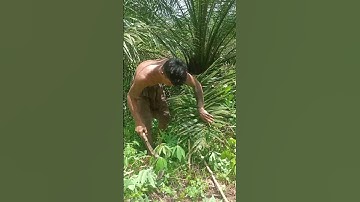 Harvesting cassava part 416 #shorts #farming #cassava #nature  #cassavaroots #cassavafarming