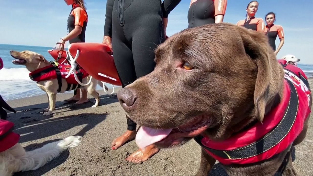 Dzielne psy ratownicze. Ratują życie nawet 40 osób rocznie