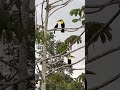 #тукан #tucan #inga #guaba #guamo #tropical #centralamerica #bird