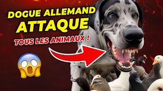DOGUE ALLEMAND ATTAQUE TOUS LES ANIMAUX !