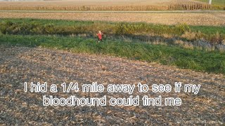 I hid a quarter mile away to see if my bloodhound could find me!