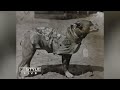 Reception and Commemorative Exhibit of Sgt. Stubby