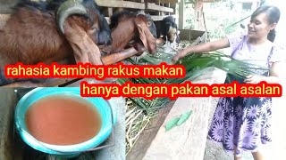 rahasia kambing rakus makan, hanya dengan pakan asal asalan