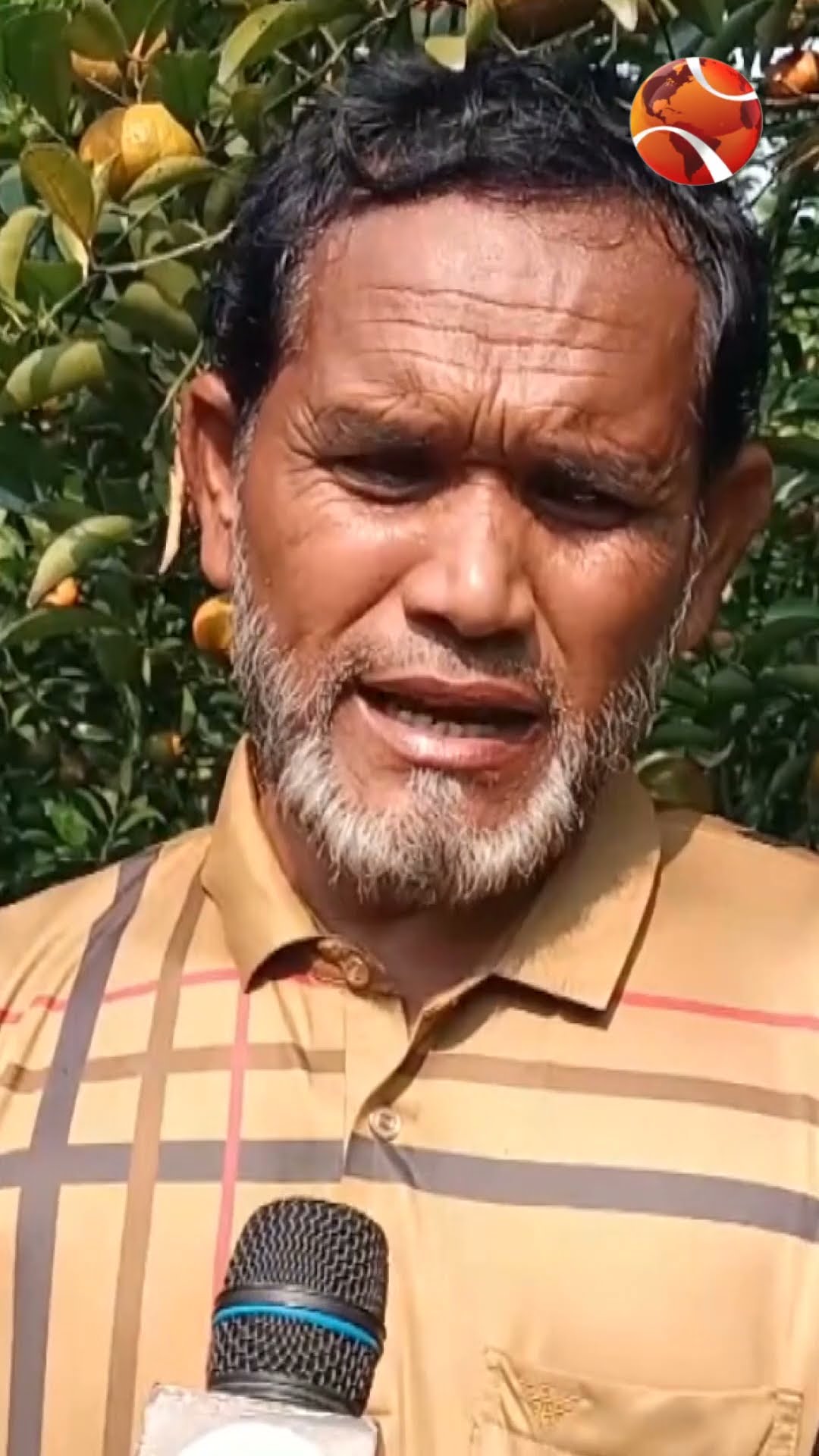 নেত্রকোনায় কমলার বাগান দিয়ে সাফল্য অর্জন #netrokona #orange #farming #success #Channel24