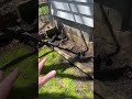 Micro-Habitat Spotlight - Shady Mushroom Garden (Part 1)