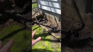 Micro-Habitat Spotlight - Shady Mushroom Garden (Part 1)