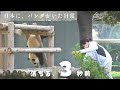 【3秒後…】飼育員さんとパンダ楓浜、オチが完璧すぎた