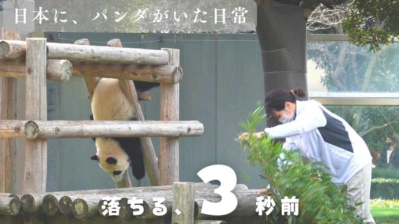 【3秒後…】飼育員さんとパンダ楓浜、オチが完璧すぎた