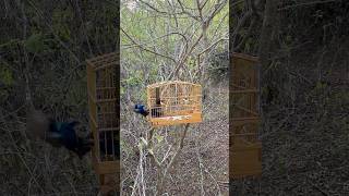 Azulão tucano na pegada #cantodoazulao #passaros #coleirosolto #passarinho #aves #coleiro #birds