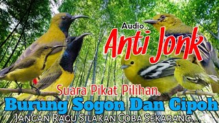 💯% Ampuh.. Suara Pikat Sogon Dan Cipoh. Audio Langsung Kumpul..